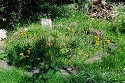 Wild Flower area TYM