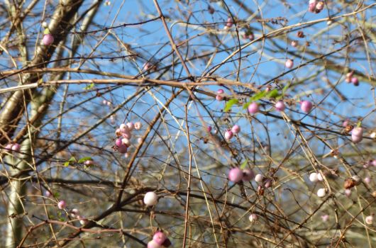 Blossom at Thames Young Mariners