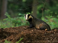 Badger