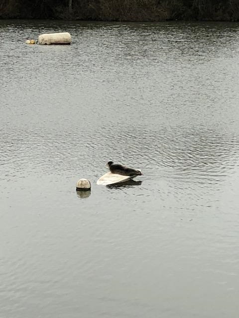 Seal spotted on surfboard in lake at Thames Young Mariners by The Thames
