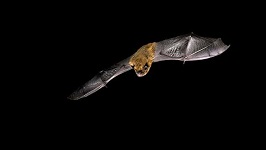 Common pipistrelle bat