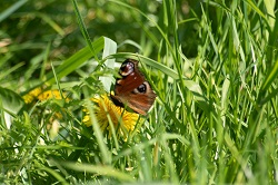 Butterfly in nature area TYM