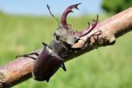 Stag Beetle